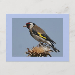 Goldfinch Briefkaart