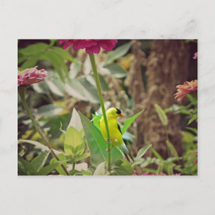 Goldfinch Briefkaart