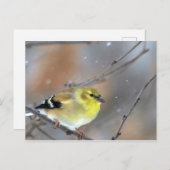 Goldfinch Briefkaart (Voorkant / Achterkant)