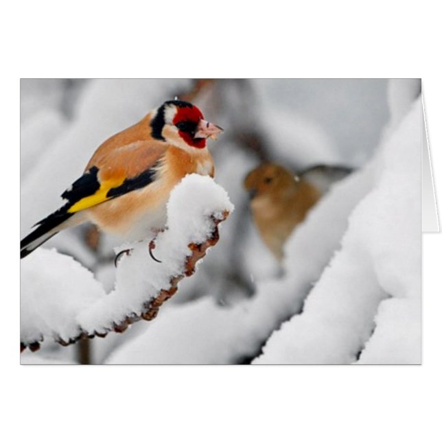 Goldfinch dans la neige (Devant horizontal)