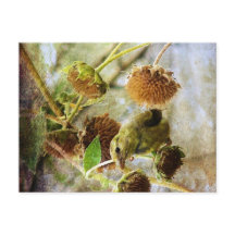 Goldfinch en zonnebloemen