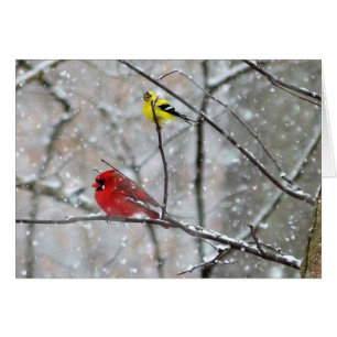 Goldfinch Et Cardinal