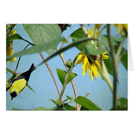 Goldfinch et Sunflowers (Devant horizontal)