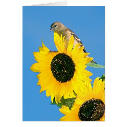 Goldfinch Et Tournesol (Devant)