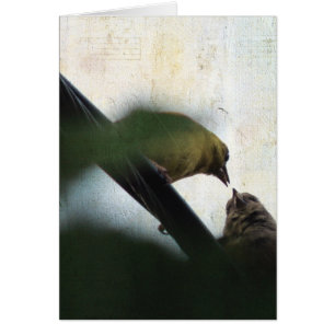 Goldfinch Feeds Chick