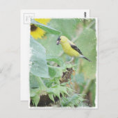 Goldfinch Grunge Briefkaart (Voorkant / Achterkant)