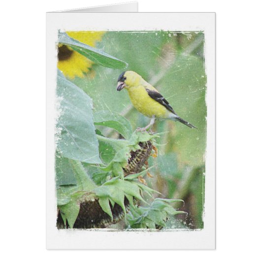 Goldfinch Grunge Toutes Les Occasions (Devant)