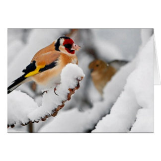 Goldfinch in sneeuw