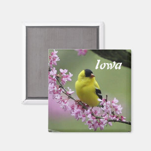 Goldfinch, Iowa State Bird Magnet Magneet