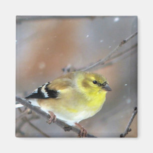 Goldfinch Magneet