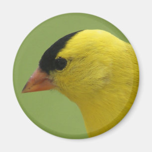 Goldfinch Magnet Magneet