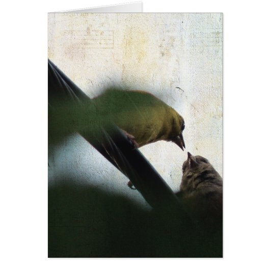 Goldfinch Nourrit Chick (Devant)