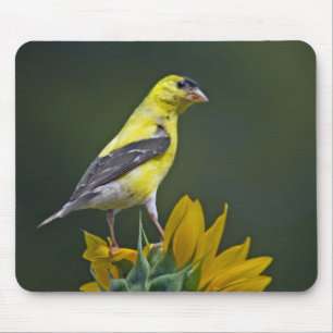 Goldfinch op een Muismat voor zonnebloemen