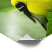 Goldfinch Photo Print (Coin)