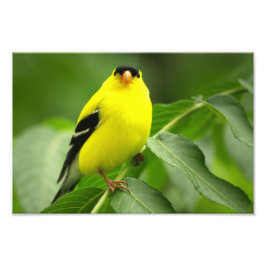 Goldfinch Photo Print Foto Afdruk