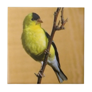Goldfinch Pose Tegeltje