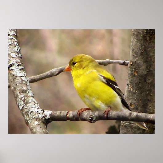 Goldfinch Poster (Voorkant)