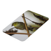 Goldfinch Profile Magnet Magneet (Linkerzijde)