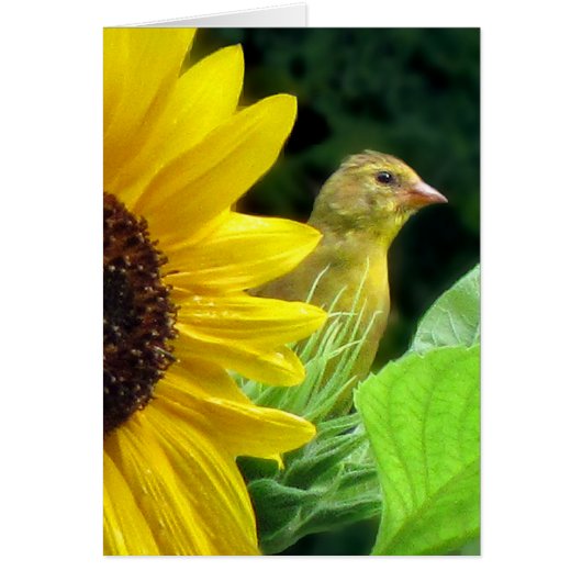 Goldfinch sur tournesol (Devant)