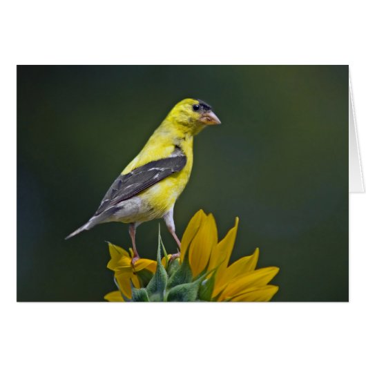 Goldfinch sur tournesol (Devant horizontal)