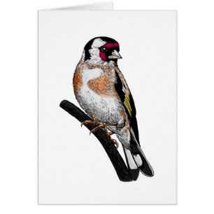 Goldfinch tekening