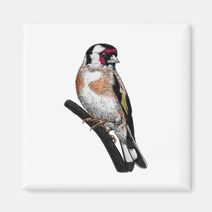 Goldfinch tekening magneet