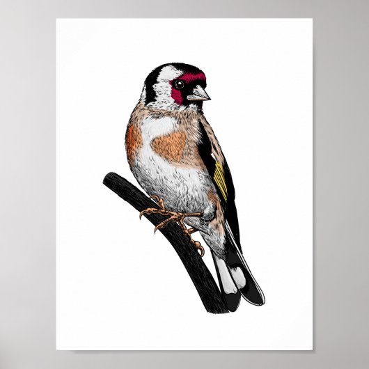 Goldfinch tekening poster (Voorkant)