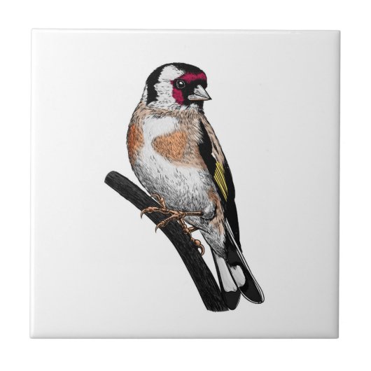 Goldfinch tekening tegeltje (Voorkant)