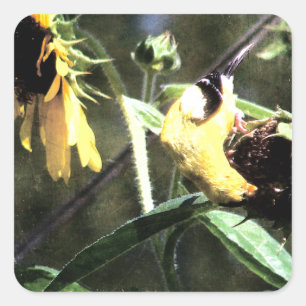 Goldfinch Vierkante Sticker