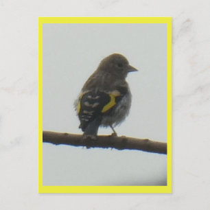 Goldfinch Young DIY Briefkaart