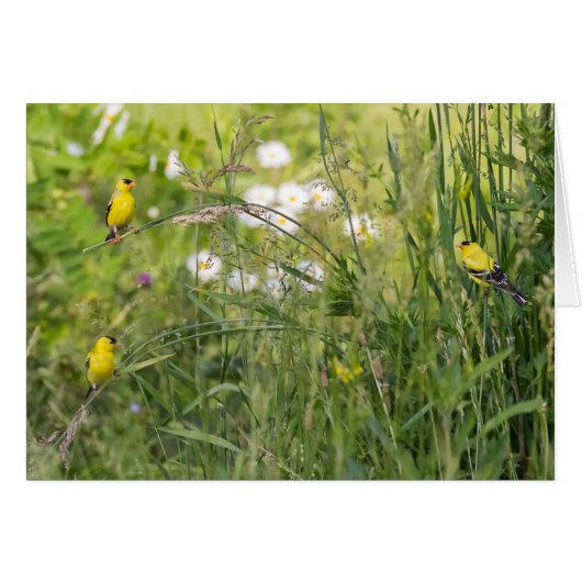 Goldfinches Et Fleurs Sauvages (Devant horizontal)