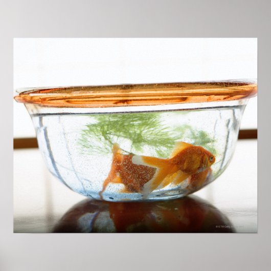 Goldfish bowl poster (Voorkant)