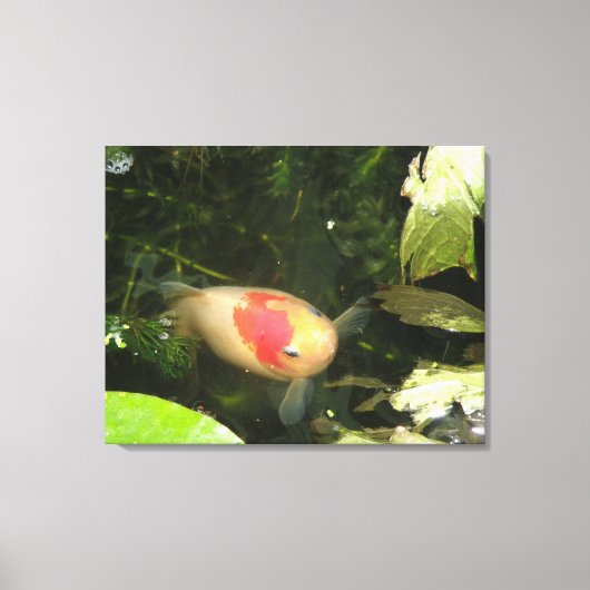 Goldfish Canvas Print (Voorkant)