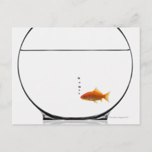 Goldfish in bowl briefkaart