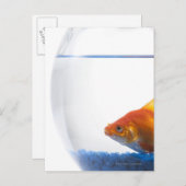 Goldfish in bowl op witte achtergrond briefkaart (Voorkant / Achterkant)
