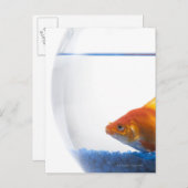 Goldfish in bowl op witte achtergrond briefkaart (Voorkant / Achterkant)