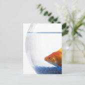 Goldfish in bowl op witte achtergrond briefkaart (Staand voorkant)