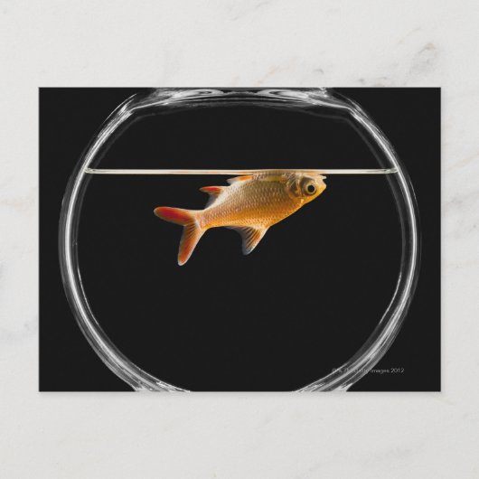Goldfish in kom 2 briefkaart (Voorkant)