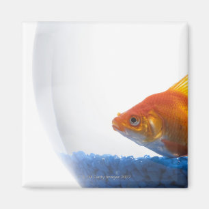 Goldfish in kom op witte achtergrond magneet