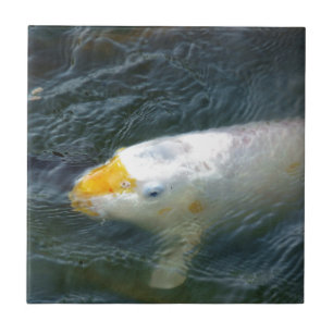 Goldfish in Lake Tegeltje