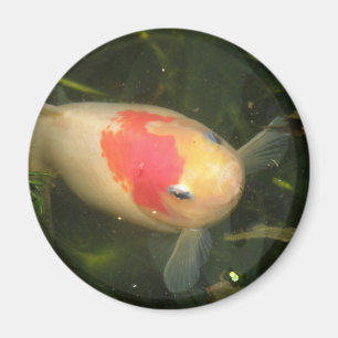 Goldfish Magnet Magneet