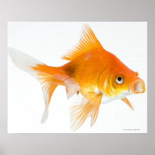 Goldfish op witte achtergrond poster