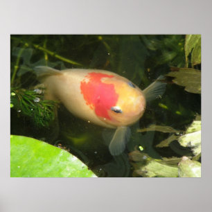 Goldfish print