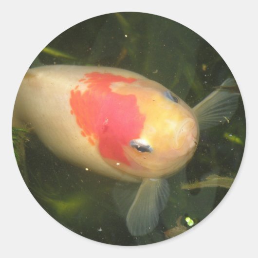 Goldfish Stickers (Voorkant)