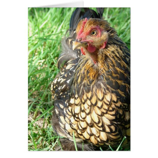 Goldie the Hen (Voorkant)
