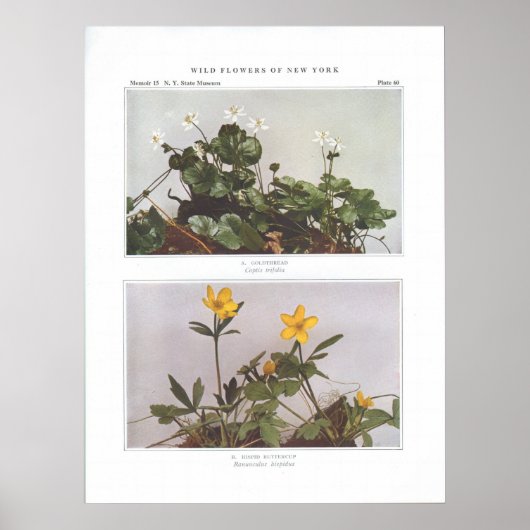 Goldthread - Coptis trifolia Poster (Voorkant)