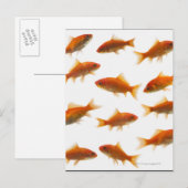 Goldvis Briefkaart (Voorkant / Achterkant)