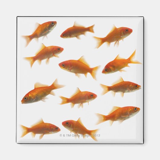 Goldvis Magneet (Voorkant)