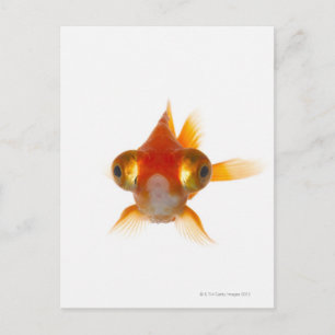 Goldvis met ogen 2 briefkaart