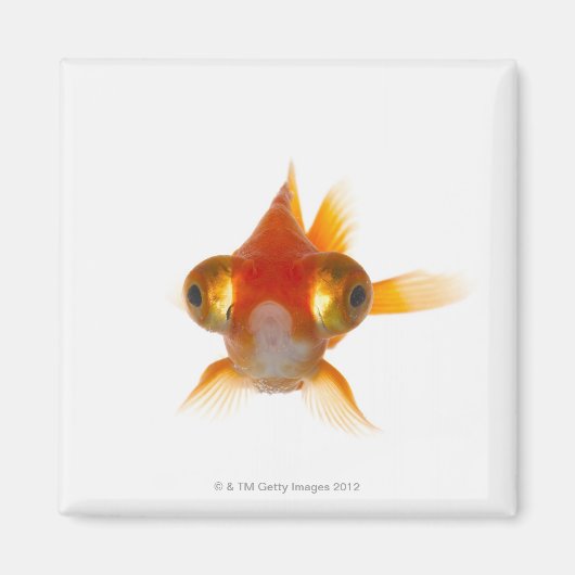 Goldvis met ogen 2 magneet (Voorkant)